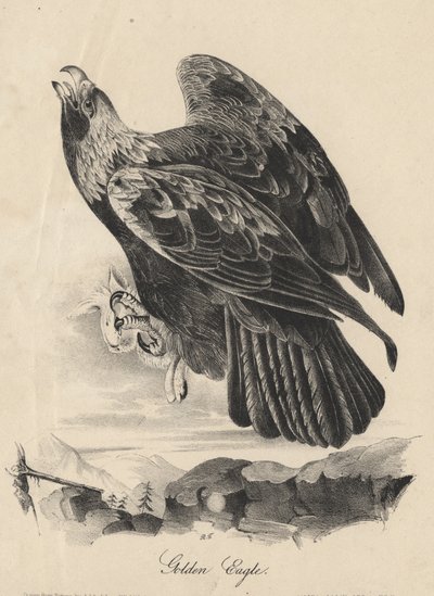 Aigle royal, lithographie par J.T. Bowen, de 